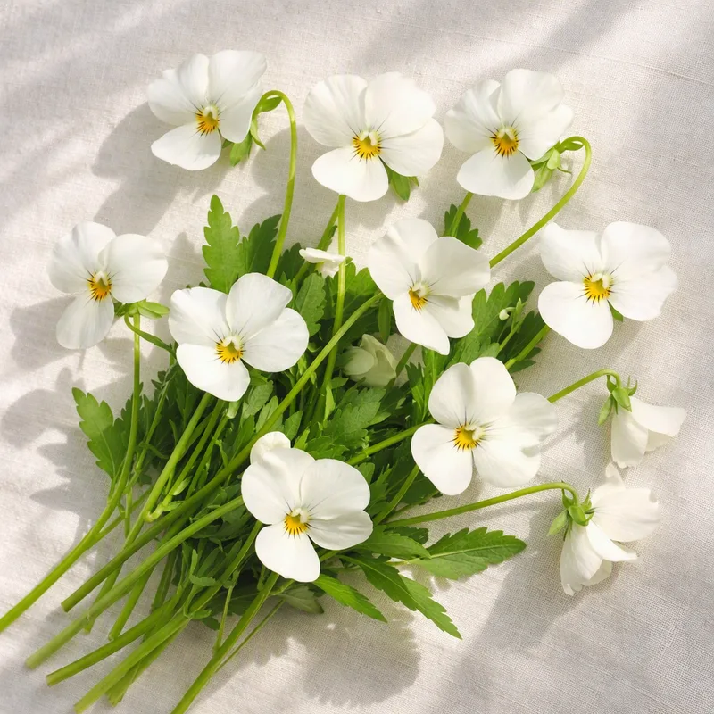 Violet – White – bilde 4