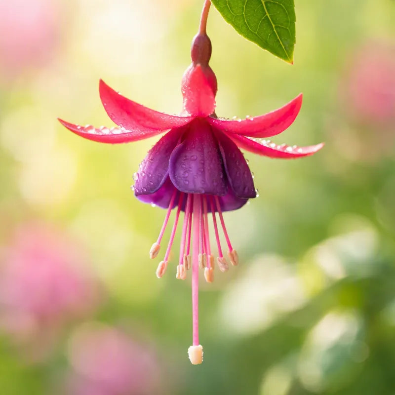 Fuchsia – Red