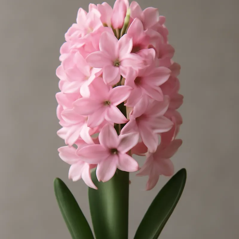 Hyacinth – Pink
