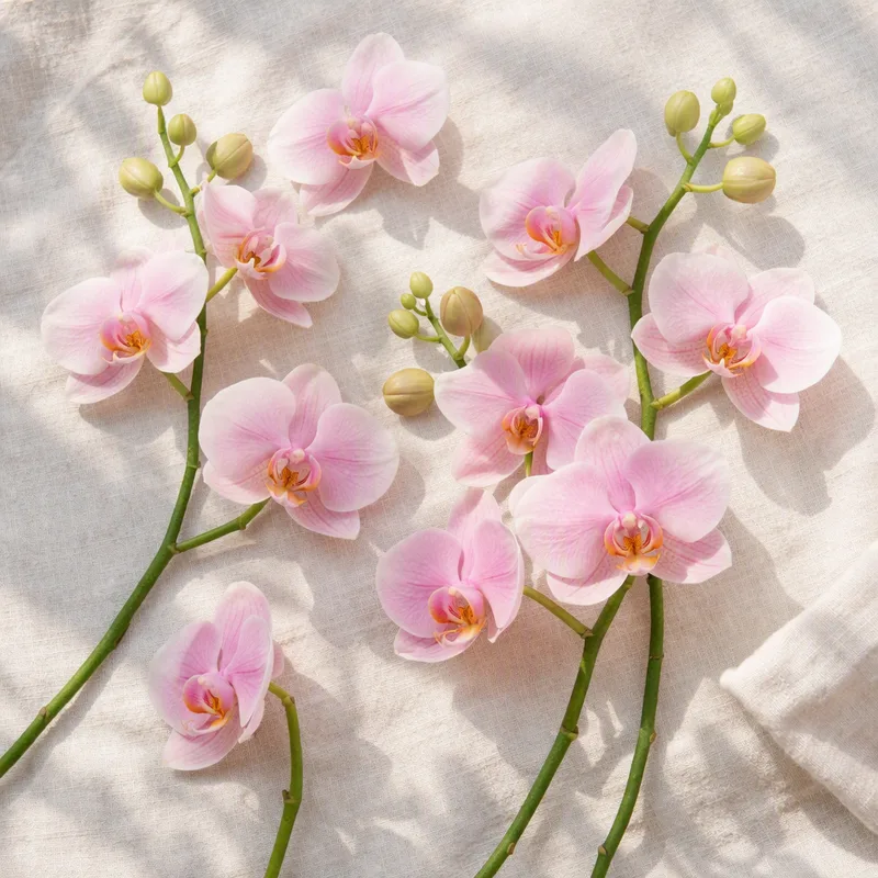 Orchid (brudorkidé) – Pink – bilde 4