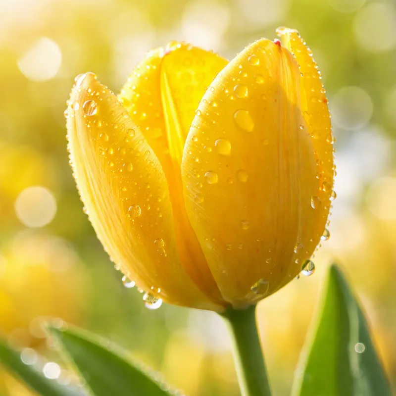 Tulips
